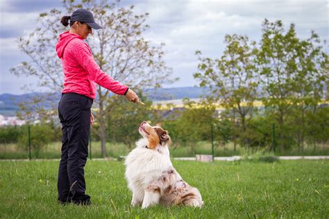 Expert Tips for Training Big and Loving Canine Companions