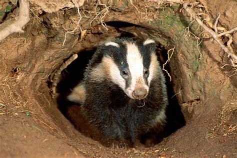 Exploration Techniques for Reoccurring Visions of Deceased Badgers and Their Significance