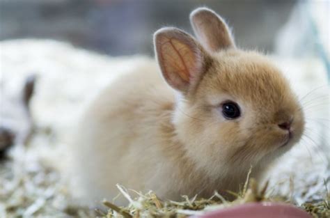 Explore Fascinating Tidbits About Each Adorable Bunny Breed