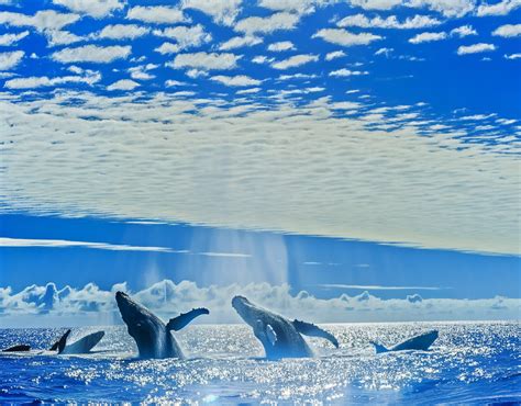 Explore Magnificent Locations for Whale Watching: Unveiling the Global Hotspots