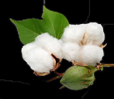 Explore the Delicate Anatomy of Cotton Blooms