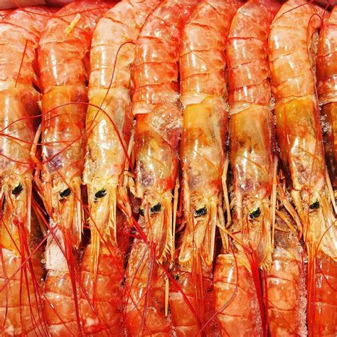 Explore the Exotic Realm of Enormous Prawns