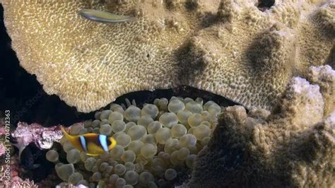 Explore the Fascinating Interaction Between Dream Fish and Their Prey