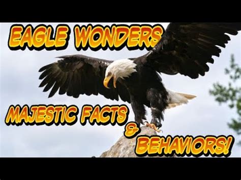 Explore the Fascinating Life of Majestic Eagles