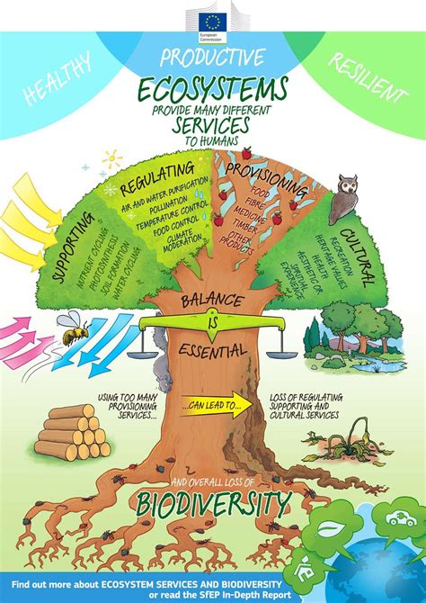 Explore the Fascinating Realm of Forest Ecosystems and Their Significance