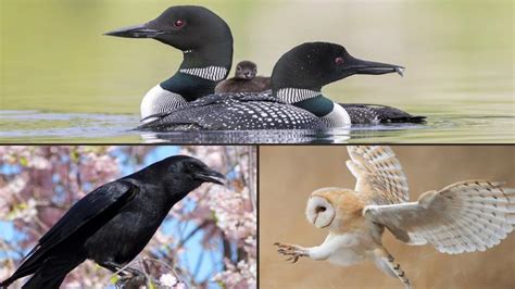 Explore the Fascinating World of Birdwatching and Bird Photography