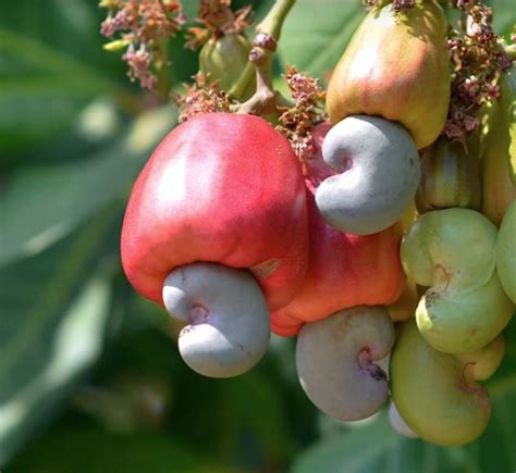 Explore the Incredible Versatility of the Cashew Fruit