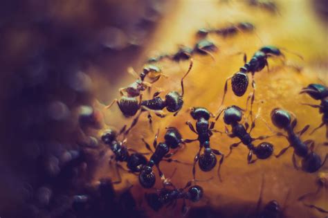 Explore the Marvels of Ant Behavior and Social Structures