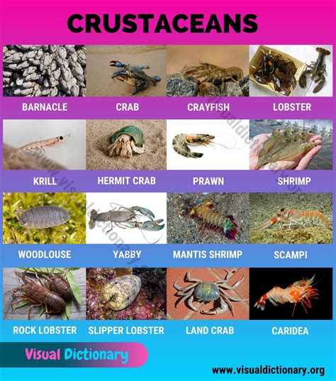 Explore the Meanings of the Dark Crustacean