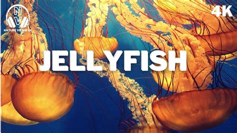 Explore the Mysterious Realm of Jellyfish