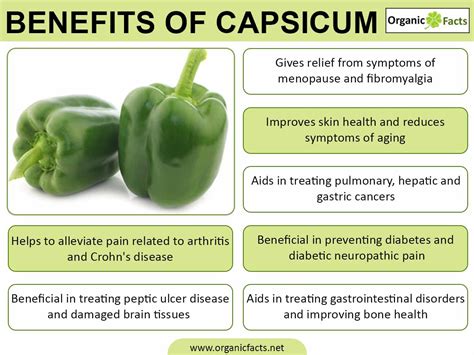 Explore the Nutritional Benefits of Capsicum