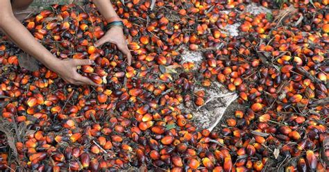 Explore the Origins and Rich History of Palm Kernel Broth