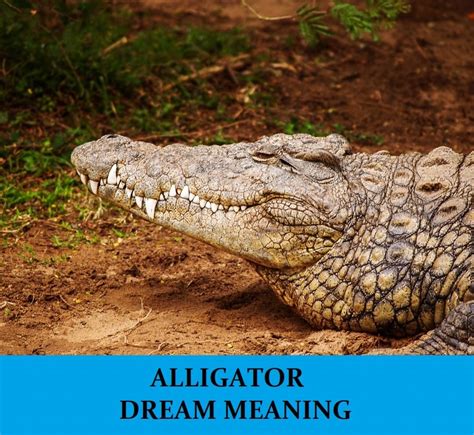 Explores the Mysterious Realm of Alligator Number Dreams