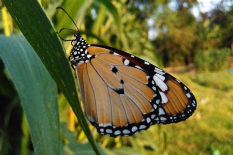 Exploring Butterfly Dreams and the Journey of Self-Discovery