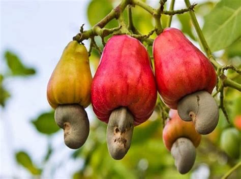 Exploring Cashew Fruit Production and Cultivation