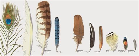 Exploring Common Scenarios Involving Feathers and their Interpretations