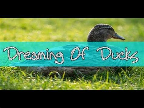 Exploring Common Scenarios in Duck Dreams