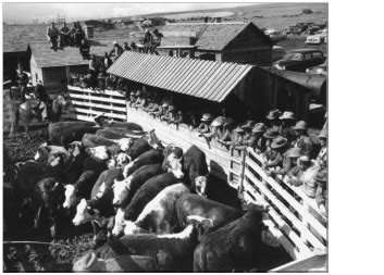 Exploring Cultural and Historical Associations with Bovine Chimes