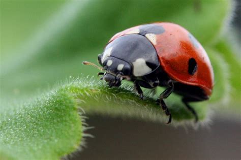 Exploring Different Perspectives on Encountering the Magical Ladybird in Dreams