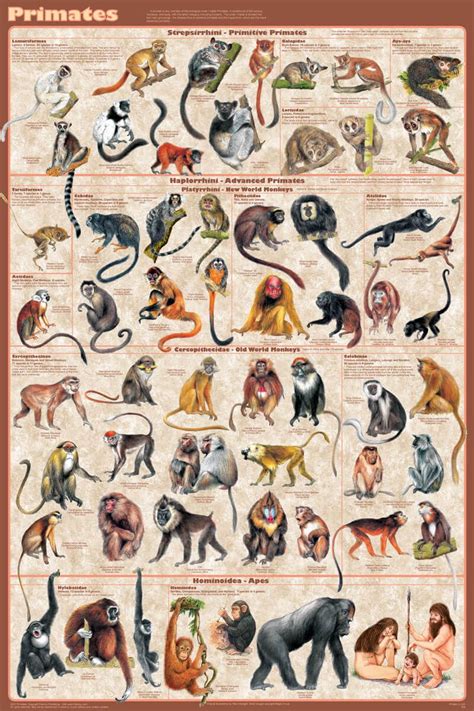 Exploring Different Primate Species: A Comprehensive Study