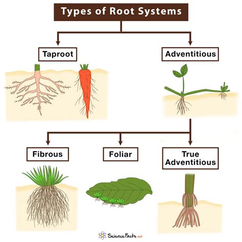 Exploring Diversity: Types and Functions of Different Root Systems