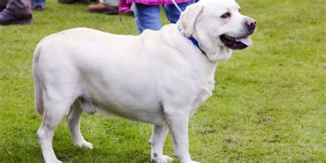 Exploring Genetic Factors Influencing Obesity in Canines