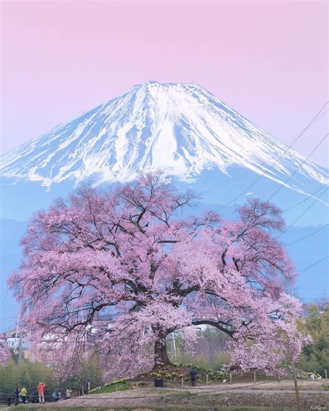 Exploring Japan's Natural Wonders: From Blooming Sakura Trees to Majestic Mount Fuji