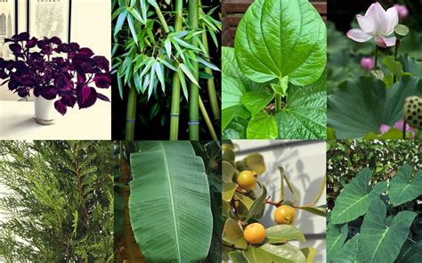 Exploring Leaf Diversity: Delving into Various Types and Structures