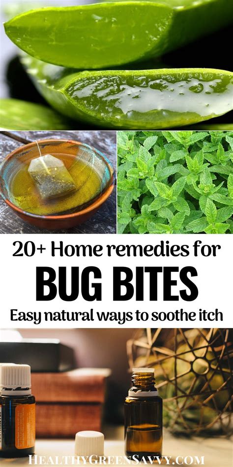 Exploring Natural Remedies for Bed Bug Bites and Itching