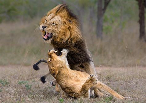 Exploring Personal Connections Between Lions and Aggression