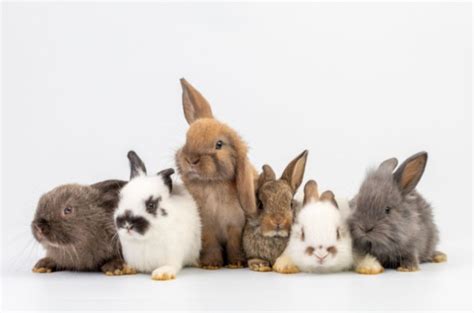 Exploring Popular Rabbit Breeds: Finding the Perfect Match for You