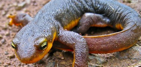 Exploring Practical Ways to Embrace the Meaning of the Indigo Newt in Everyday Life