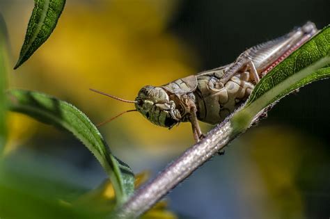 Exploring Sustainable Approaches for Dealing with Grasshopper Infestations