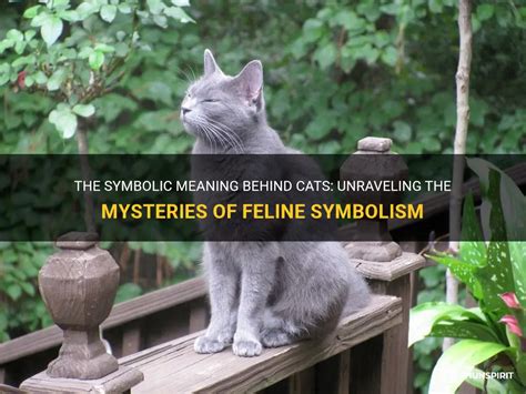 Exploring Symbolic Meanings of Different Scenarios if the Feline Enters the Premises