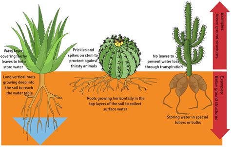 Exploring the Adaptation of Plants to an Aerial Habitat