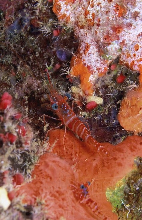 Exploring the Astonishing Array of Seafloor Crustaceans