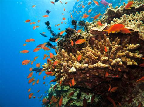 Exploring the Astonishing Coral Reefs