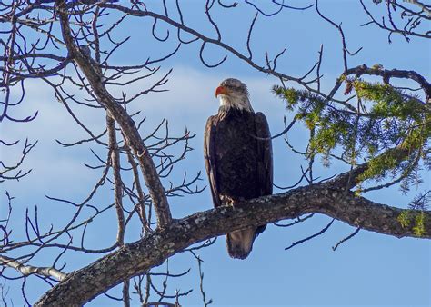 Exploring the Avian Symbol of Liberty