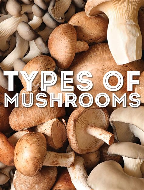 Exploring the Basics: Mushroom Varieties and their Growth Requirements