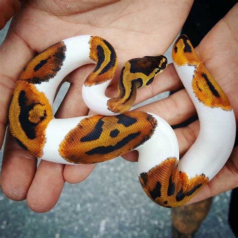 Exploring the Beautiful Variety of Ball Python Morphs