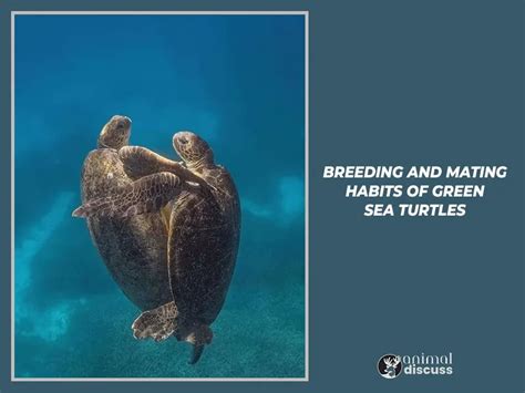 Exploring the Behavior and Habits of Marine Turtles