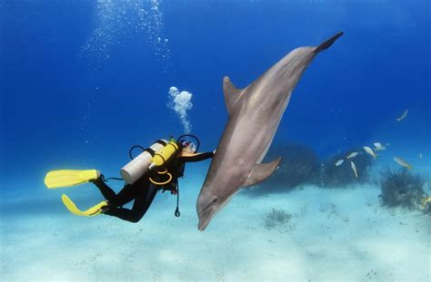 Exploring the Benefits of Swimming with Dolphins for Your Mind and Body