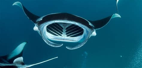 Exploring the Captivating Universe of Manta Rays