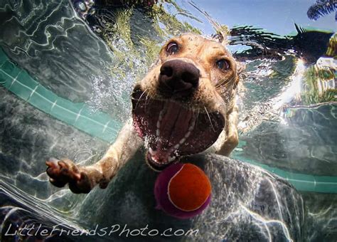 Exploring the Captivating World of Underwater Canine Photography