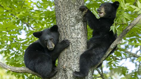 Exploring the Connection Between Dreams and Nature: Baby Black Bears as a Metaphor