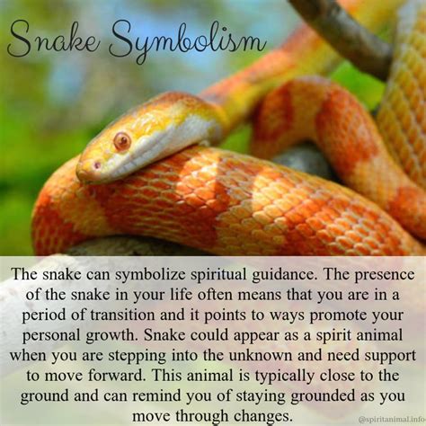 Exploring the Connection Between Snakes' Symbolism and Personal Experiences