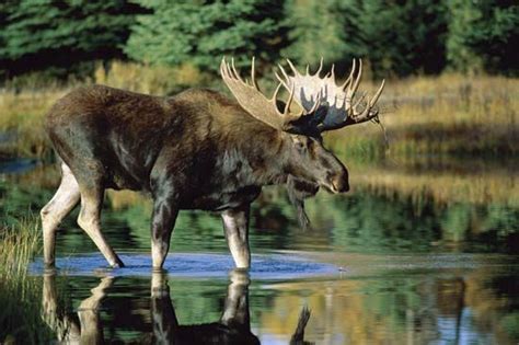 Exploring the Connection Between the Earthly Moose and Natural World