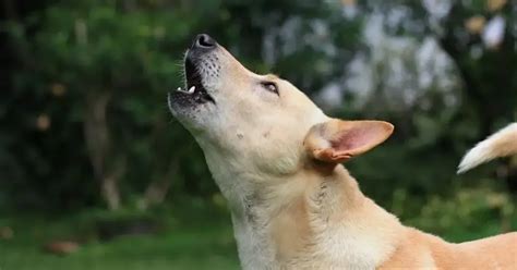 Exploring the Connection between Canine Vocalization in Dreams and Personal Relationships