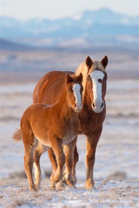 Exploring the Connection between Equines and Intuition in Dreams