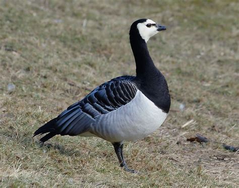 Exploring the Connection between Goose Chasing Dreams and Personal Relationships